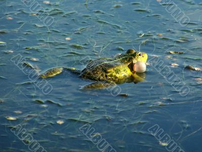 fauna fauna