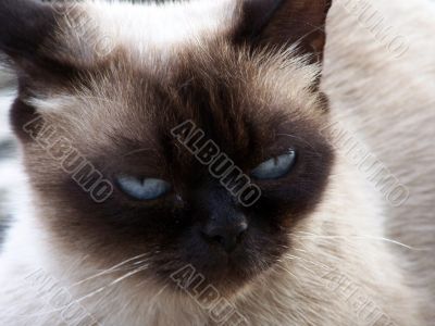fauna fauna