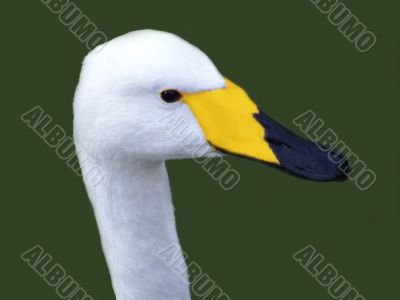 fauna fauna