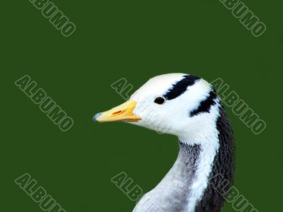 fauna fauna