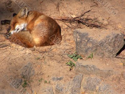fauna fauna
