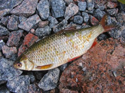 Roach on a sea stones