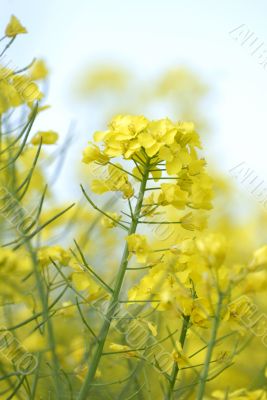 Canola / Brassica napus ssp. oleifera Canola / Brassica napus ssp. oleifera