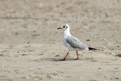 Gull on the beach Gull on the beach
