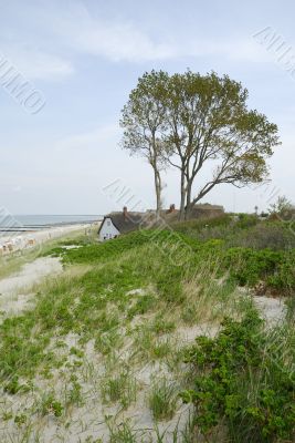 Tree on the beach