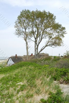 Tree on the beach