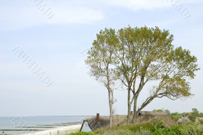 Tree on the beach