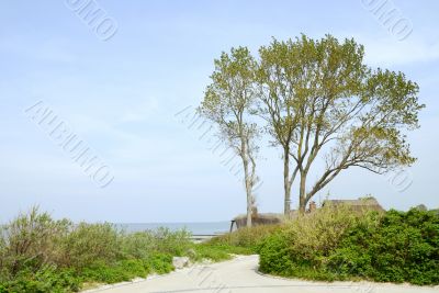 Tree on the beach