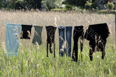 Dry laundry