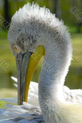 Pelican Pelican