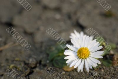 Daisy on the dry ground