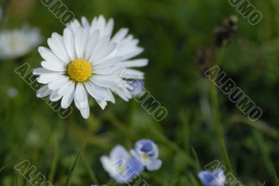 Daisy on the meadow