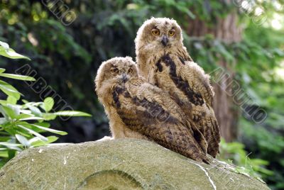 Two Owls Two Owls