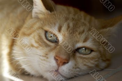 Lillocat Lillocat
