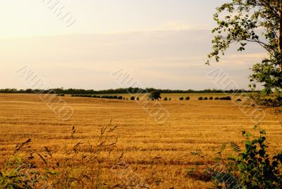 Grainfield Grainfield