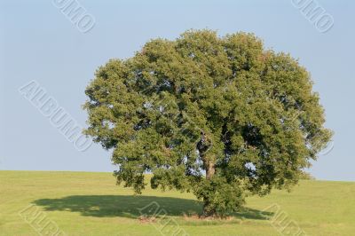 Oak Tree