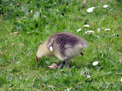 White-fronted Goose (Anser albifrons)