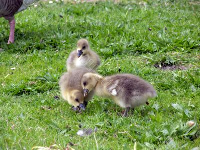 White-fronted Goose