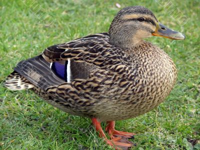 Proud Mallard Duck