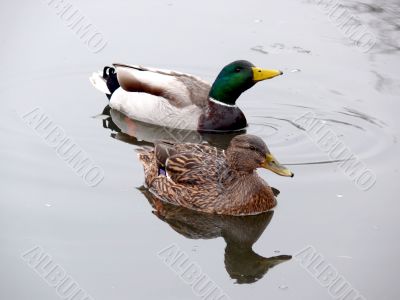 Mallard Ducks