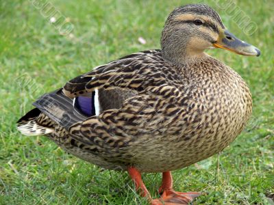Calm Mallard Duck