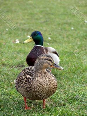Mallard Duck Couple Mallard Duck Couple
