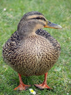 Happy Mallard Duck