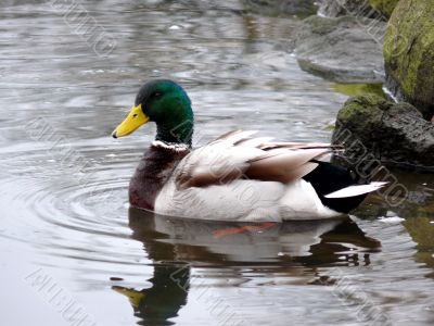 Fine Mallard Duck Fine Mallard Duck