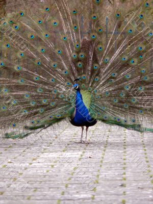 Beauty Peacock