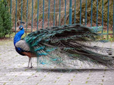 Peacock