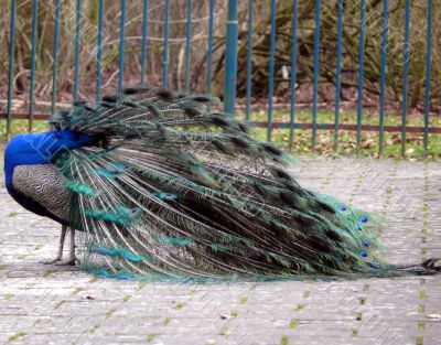 Peacock Peacock