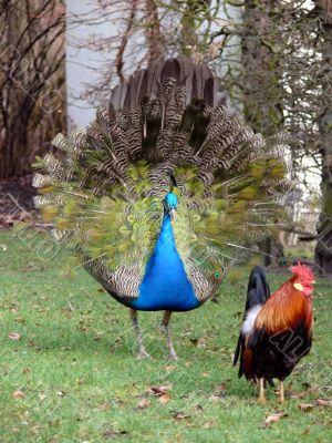 Peacock &amp; Rooster