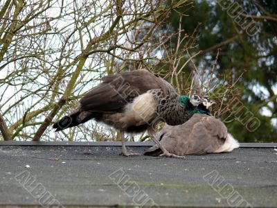 Beauty Peacock