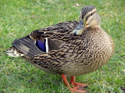 Proud Mallard Duck