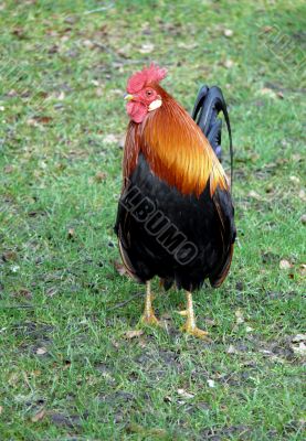 Rooster