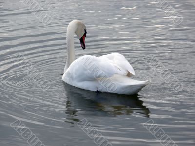 Majestic Swan