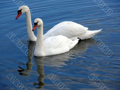 Swans Swans
