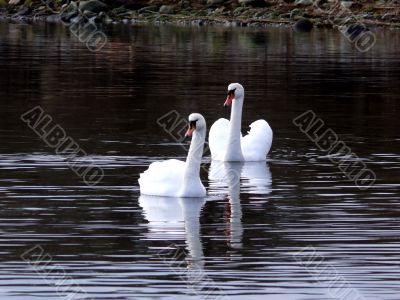 Swan Lake Swan Lake