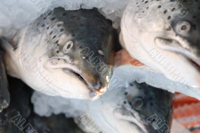 Salmo Salmo