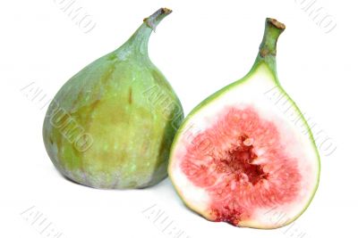 Ficus Ficus