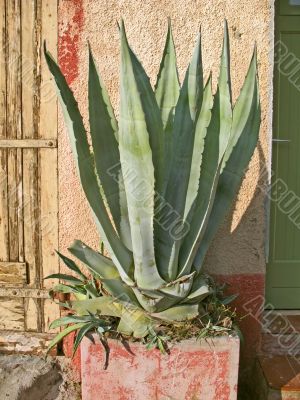 Agave in stone