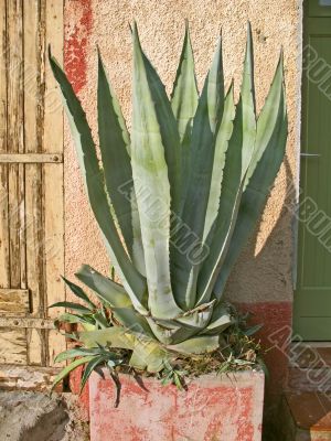 Agave in stone Agave in stone