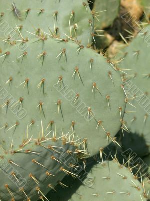 Cactus macro