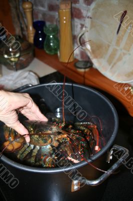 Putting lobsters into the pot