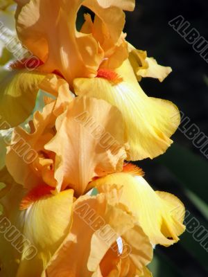flower of an iris flower of an iris