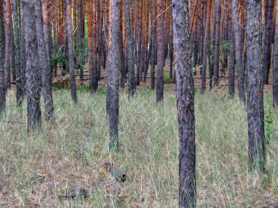 Pine. Pine.