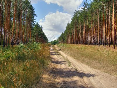 Pine. Pine.