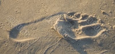 Foot print in the sand