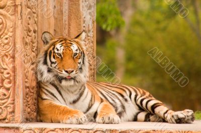 Tiger Tiger