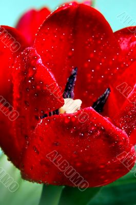 Red tulip in drops of water